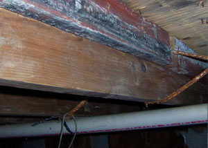 Mold Removal